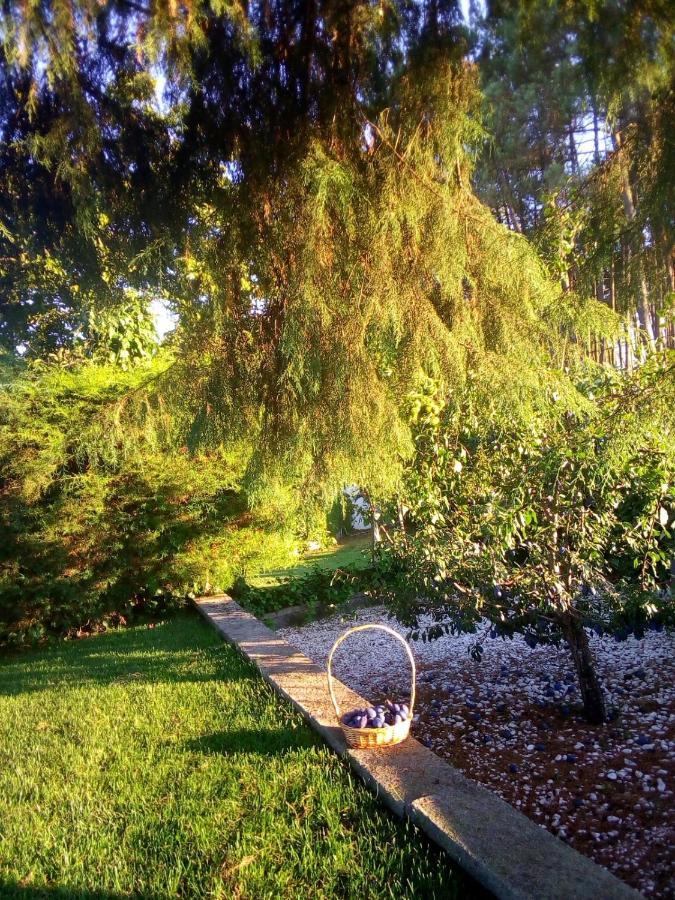 Pinheirinhos - Quinta de São Caetano Vila Carapito Exterior foto